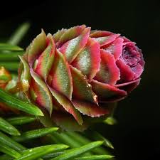 Attēlu rezultāti vaicājumam “Picea abies female flower”