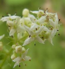 Attēlu rezultāti vaicājumam “Galium album bud”