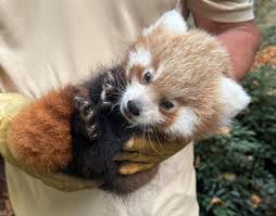 Résultat de recherche d'images pour "pandas"