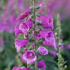 Image result for Fingerhut rot