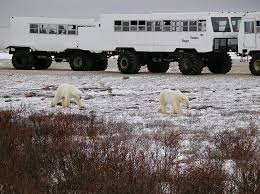 Image result for tundra buggy