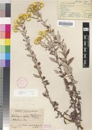 Image result for Helichrysum foetidum