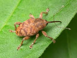 Attēlu rezultāti vaicājumam “Curculio venosus”