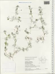 Attēlu rezultāti vaicājumam “Batrachium”