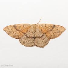 Attēlu rezultāti vaicājumam “Cyclophora pendularia”