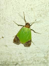 Attēlu rezultāti vaicājumam “Hemitrichia leiotricha stalked”