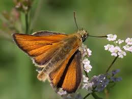 Attēlu rezultāti vaicājumam “Thymelicus sylvestris underside”