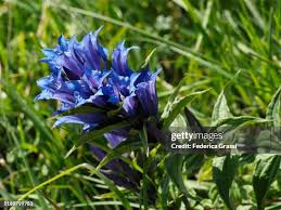 Attēlu rezultāti vaicājumam “Gentiana pneumonanthe leaf”
