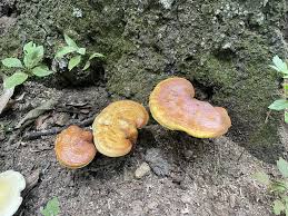 Attēlu rezultāti vaicājumam “Polyporus tubaeformis”