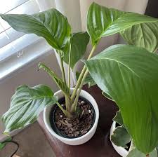 Image result for Tacca chantrieri