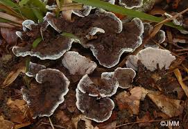 Attēlu rezultāti vaicājumam “Phellodon melaleucus”