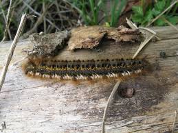Attēlu rezultāti vaicājumam “Euthrix potatoria larva”
