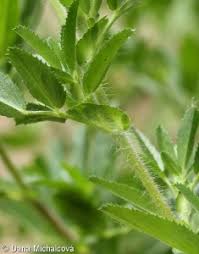 Attēlu rezultāti vaicājumam “Ononis arvensis bud”