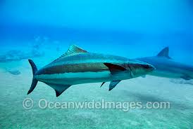 Image result for Rachycentron canadum