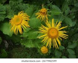 Attēlu rezultāti vaicājumam “Telekia speciosa”