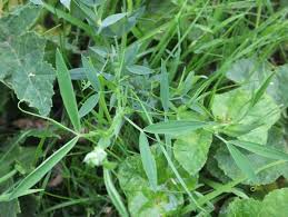 Attēlu rezultāti vaicājumam “Lathyrus pratensis”
