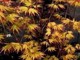 Image result for Acer palmatum `Orange Dream`