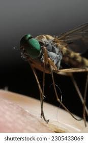 Attēlu rezultāti vaicājumam “Rhagionidae”