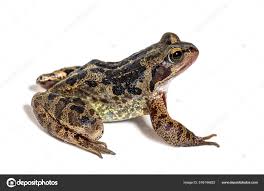 Attēlu rezultāti vaicājumam “Rana temporaria”