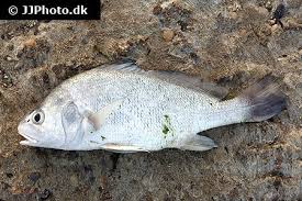 Image result for Aplodinotus grunniens