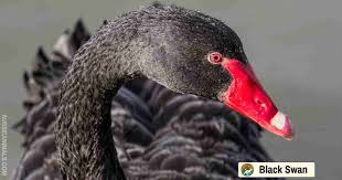 Attēlu rezultāti vaicājumam “Cygnus atratus”