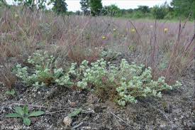 Attēlu rezultāti vaicājumam “Scleranthus perennis bud”