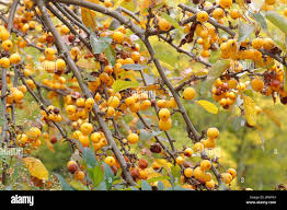 Attēlu rezultāti vaicājumam “Malus x zumi”