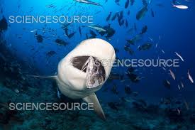 Image result for Carcharhinus leucas