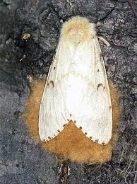 Attēlu rezultāti vaicājumam “Lymantria dispar”