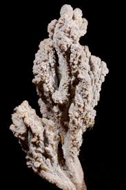 Attēlu rezultāti vaicājumam “Clavulina amethystina”