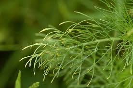 Attēlu rezultāti vaicājumam “Tripleurospermum inodorum flower”