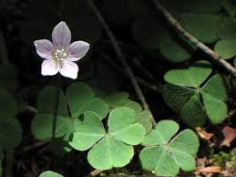 Attēlu rezultāti vaicājumam “Oxalis acetosella leaf”