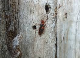 Attēlu rezultāti vaicājumam “Rhamnusium bicolor”