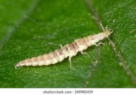 Attēlu rezultāti vaicājumam “Orthosia larvae”