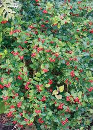 Attēlu rezultāti vaicājumam “Ilex x meserveae”