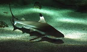 Image result for Carcharhinus melanopterus