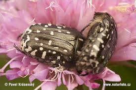 Attēlu rezultāti vaicājumam “Oxythyrea funesta”