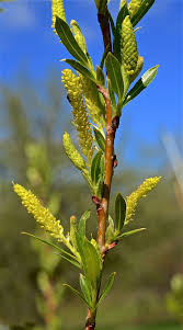 Attēlu rezultāti vaicājumam “Salix Vetrix”