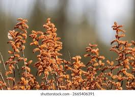 Attēlu rezultāti vaicājumam “Myrica gale fruit”