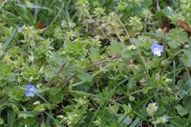 Attēlu rezultāti vaicājumam “Veronica persica leaf”