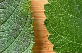 Attēlu rezultāti vaicājumam “Morus alba leaf”