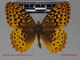 Attēlu rezultāti vaicājumam “Nymphalidae”