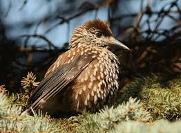 Attēlu rezultāti vaicājumam “Nucifraga caryocatactes adult”