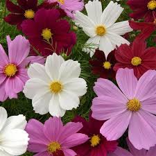 Image result for Cosmos bipinnatus