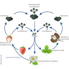 Attēlu rezultāti vaicājumam “Trichia botrytis spores”