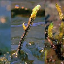Attēlu rezultāti vaicājumam “Scorpidium scorpioides”