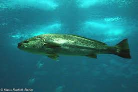 Image result for Argyrosomus regius