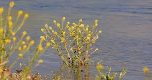 Attēlu rezultāti vaicājumam “Rorippa amphibia”
