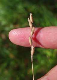 Attēlu rezultāti vaicājumam “Danthonia decumbens”