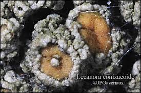 Attēlu rezultāti vaicājumam “Lecanora conizaeoides”